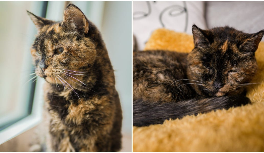 Flossie's Current Life and Health 